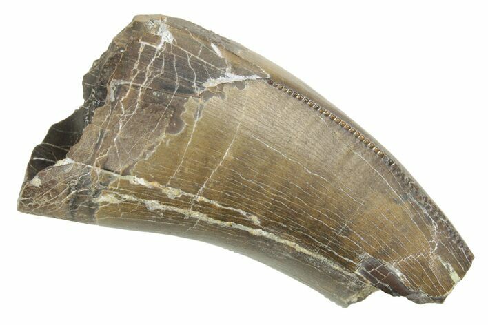 Serrated, Fossil Tyrannosaurus (Trex) Tooth - Wyoming #372364